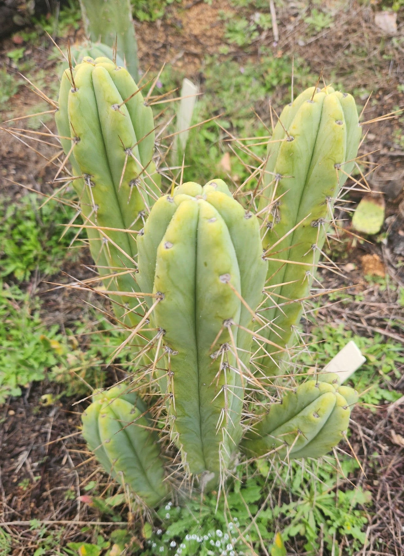 EC50 EXACT Trichocereus Bridgesii DRE Cactus Cutting 10