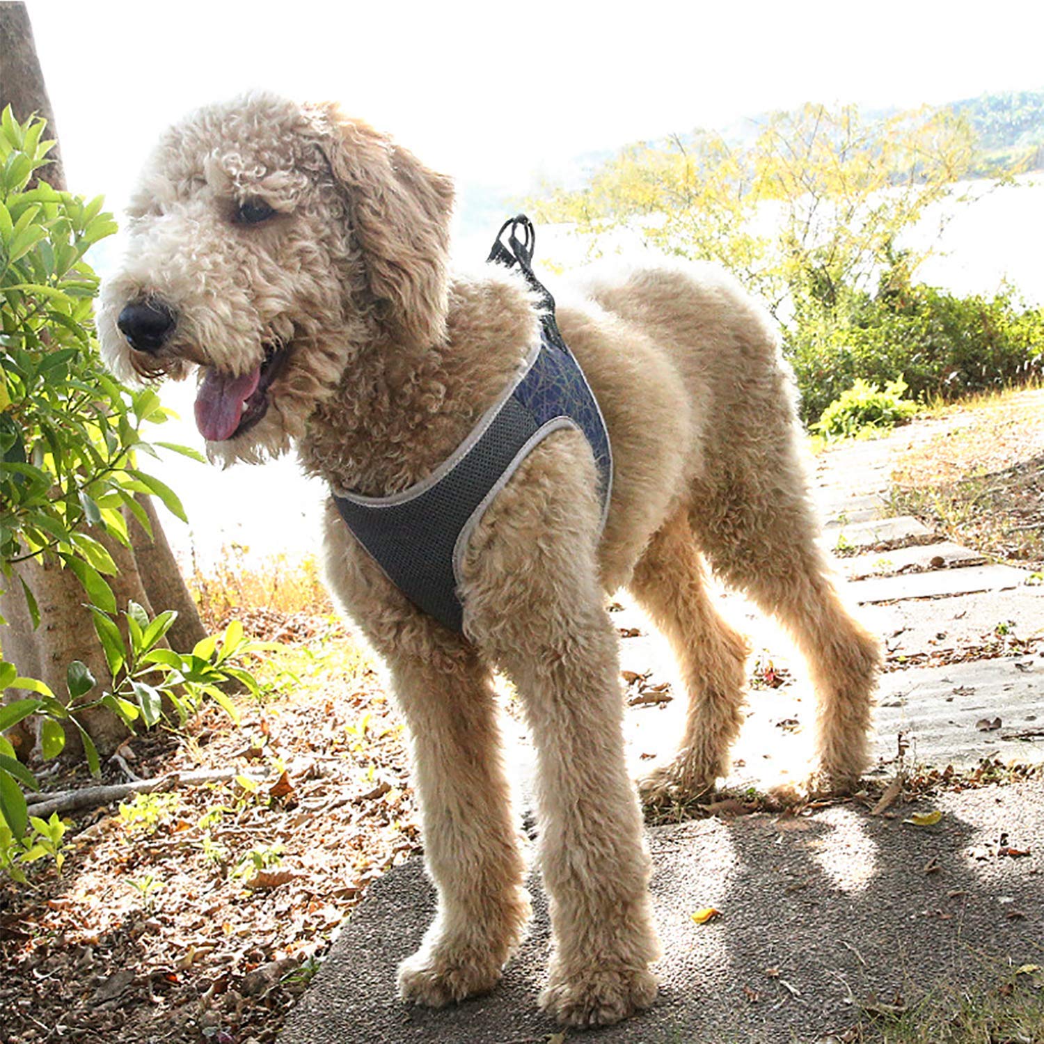 AVANER Adjustable No Pull Dog Harness - Easy On/Off Pet Vest with Nylon Handle for Small, Medium & Large Dogs - Perfect for Walking, Training & Outdoor Adventures