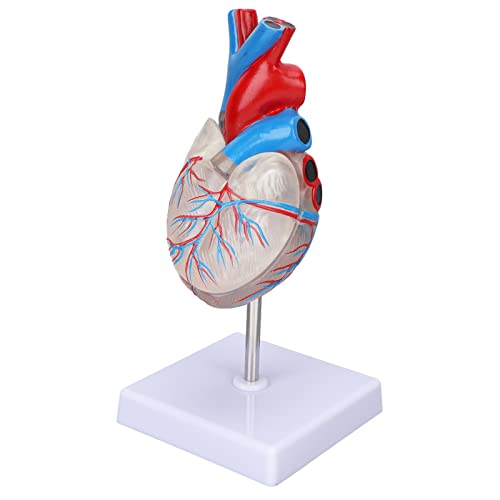Transparent Human Heart Anatomy Model - Detailed Medical Teaching Aid for Students & Professionals | Perfect for Classroom Demonstrations, Medical Training & Patient Education