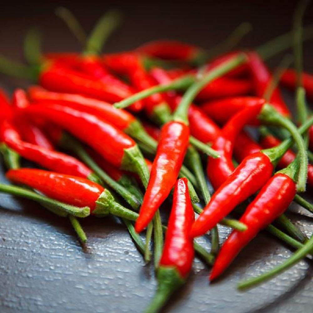 50 Count Thai Pepper Seeds for Home Gardening - COOL BEANS N SPROUTS Brand | Perfect for Indoor Herb Gardens, Spicy Cooking & DIY Planting Projects