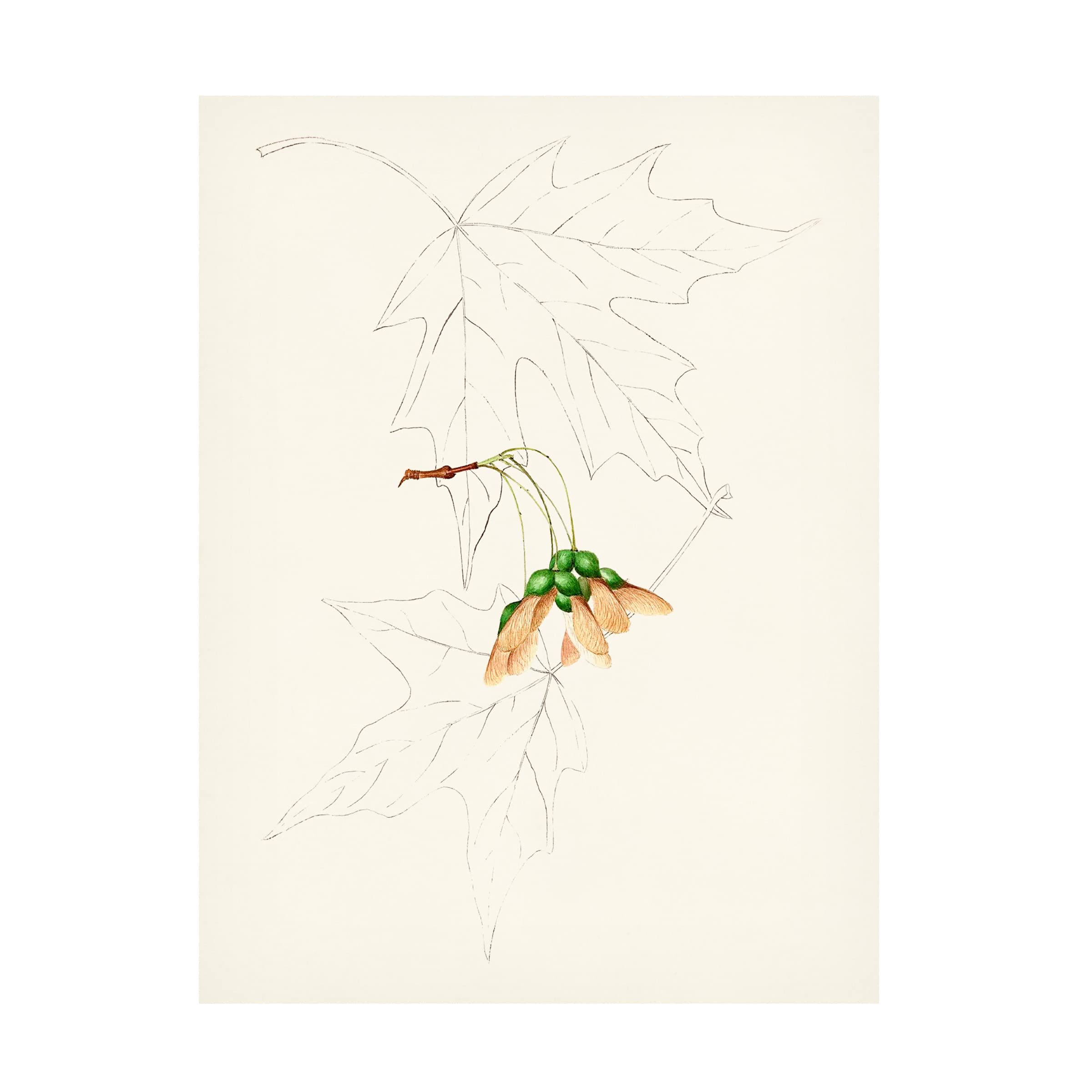 Trademark Fine Art 'Watercolor Leaf Sketches IV' Canvas Wall Art Print - 24x32 Inches - Modern Botanical Decor for Living Room, Bedroom & Office
