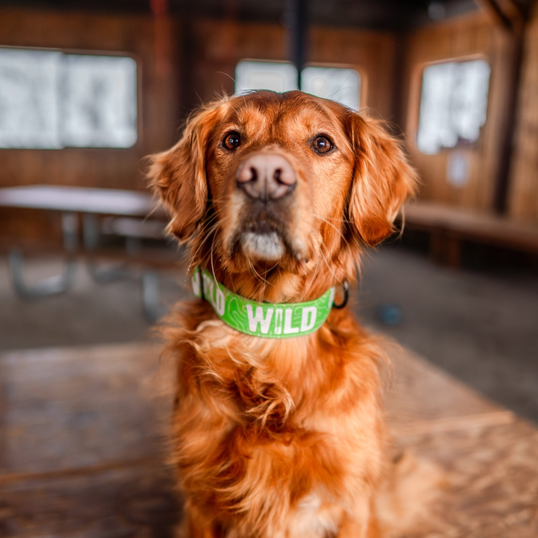Neon Green Reflective Dog Collar - High Visibility Pet Safety Collar for Night Walks & Outdoor Adventures