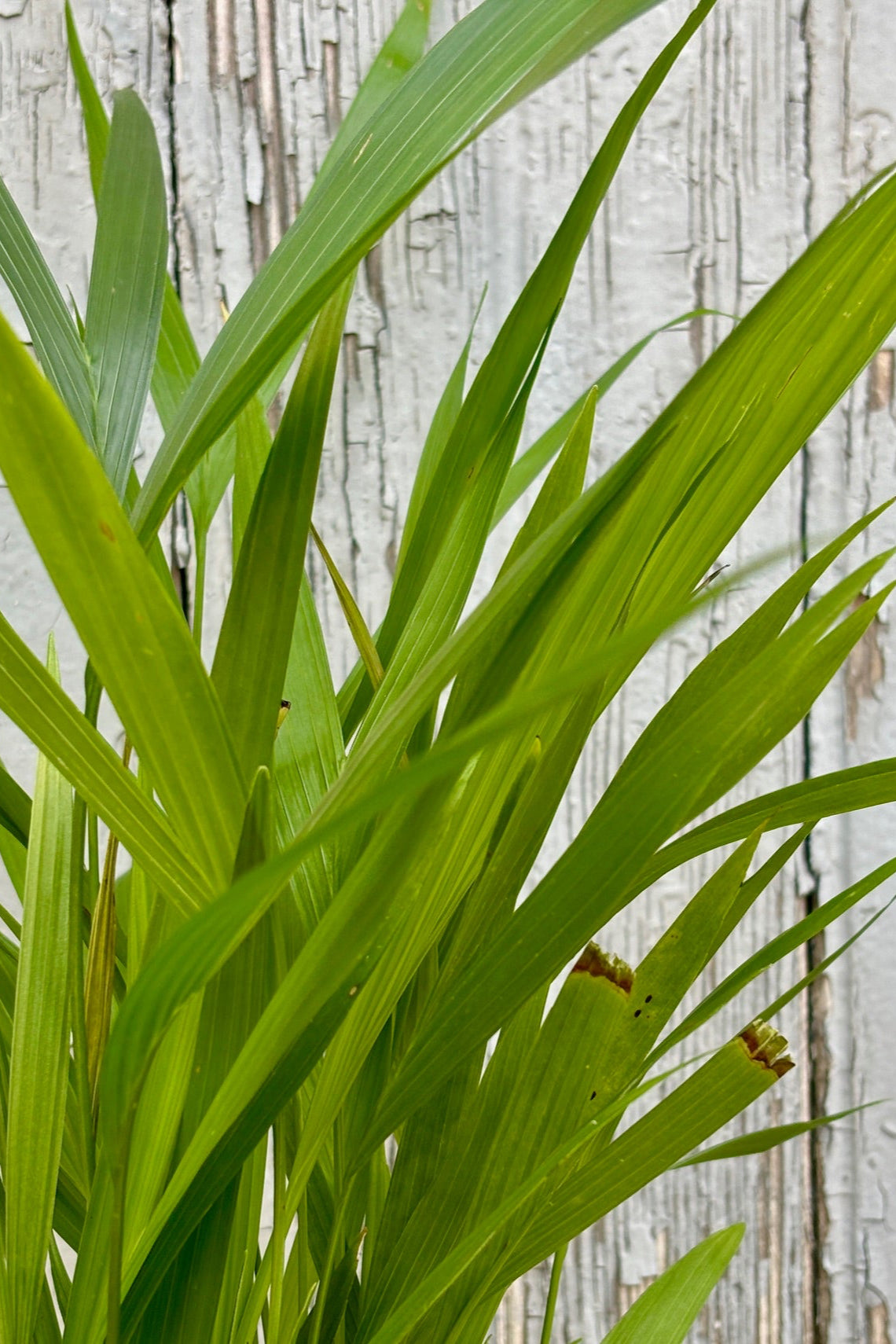 Chamaedorea Seifrizii Bamboo Palm - 5 Gallon Indoor Plant for Home & Office Decor | Perfect for Living Room, Bedroom, and Workspace