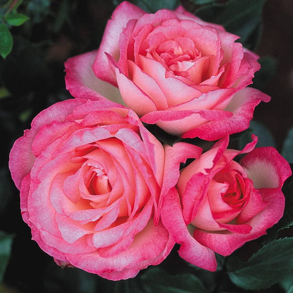 Heirloom Roses Climbing Rose Plant - Kiss of Desire Rose Bush, Live Outdoor Rose Plants for Garden, Trellis & Landscaping | Perfect for Fences, Arbors & Romantic Garden Decor