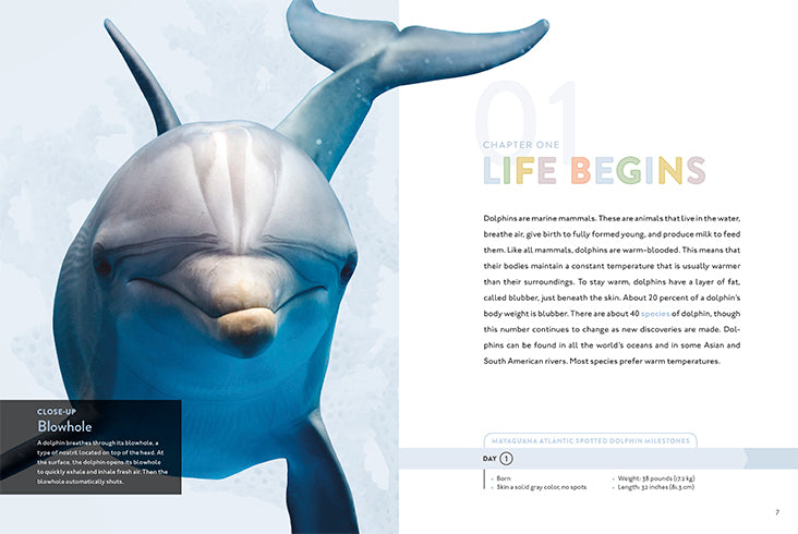 Dolphin 9781640261808 - High-Quality Dolphin-Themed Book for Kids | Perfect for Reading, Learning & Gifts