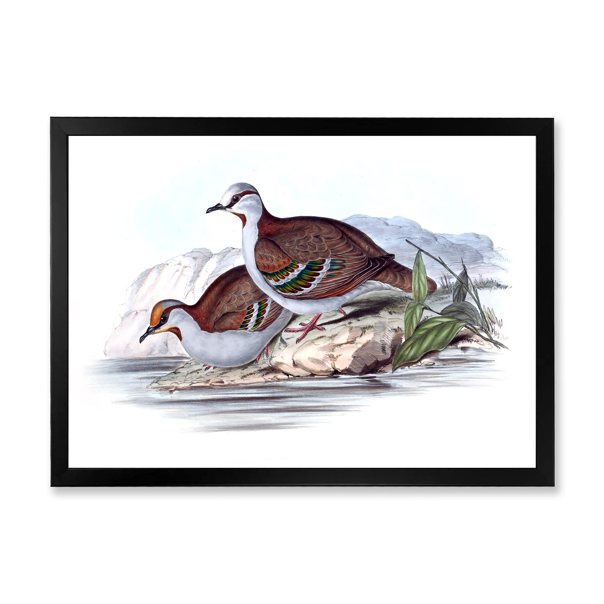Vintage Australian Birds IX Framed Wall Art - Traditional Style Home Decor for Living Room, Bedroom & Office