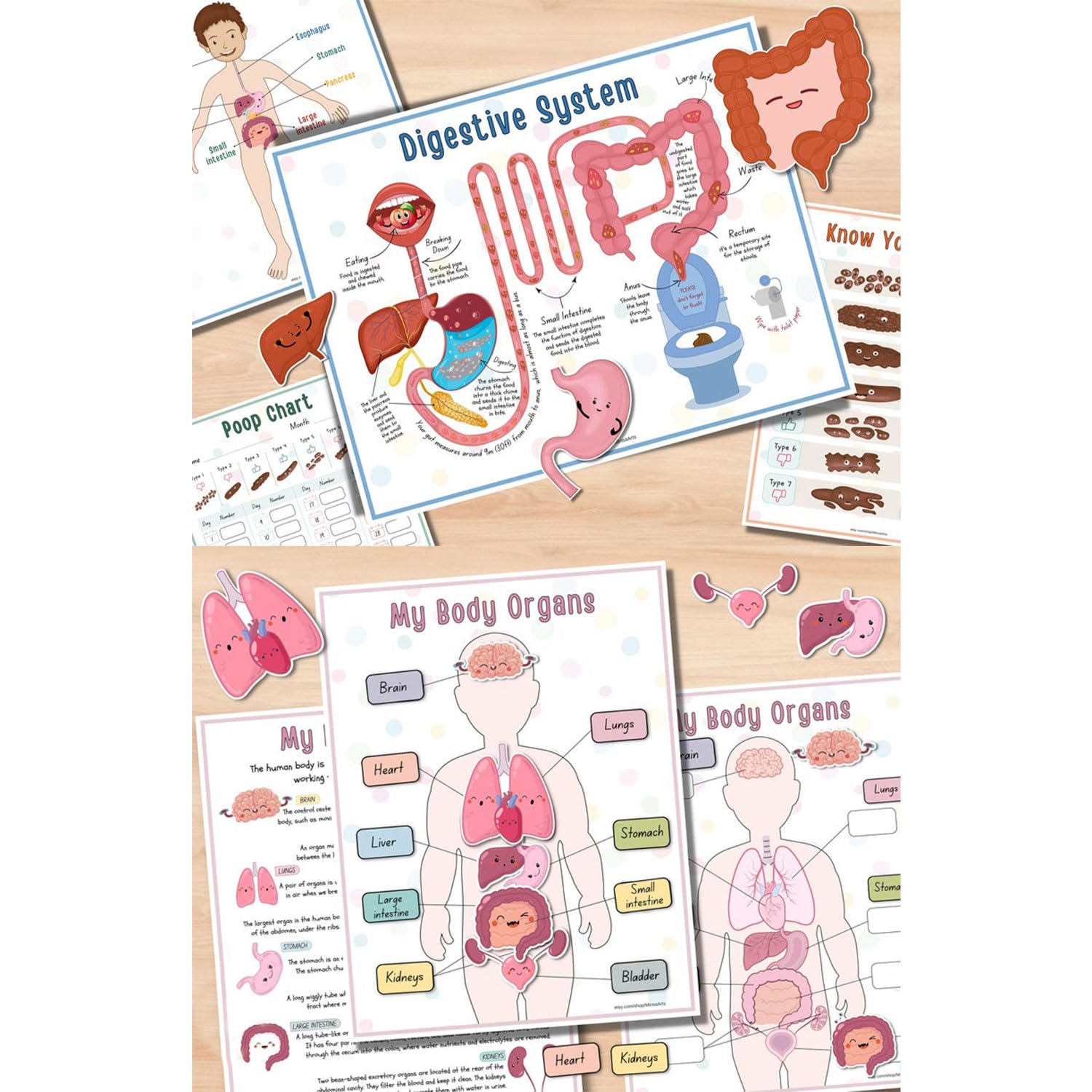 Montessori Human Anatomy Busy Book for Kids - Interactive Educational Toy with Organ Matching Activity | Explore Body Systems & Learn Human Biology | Perfect for Homeschooling & Preschool Science Learning