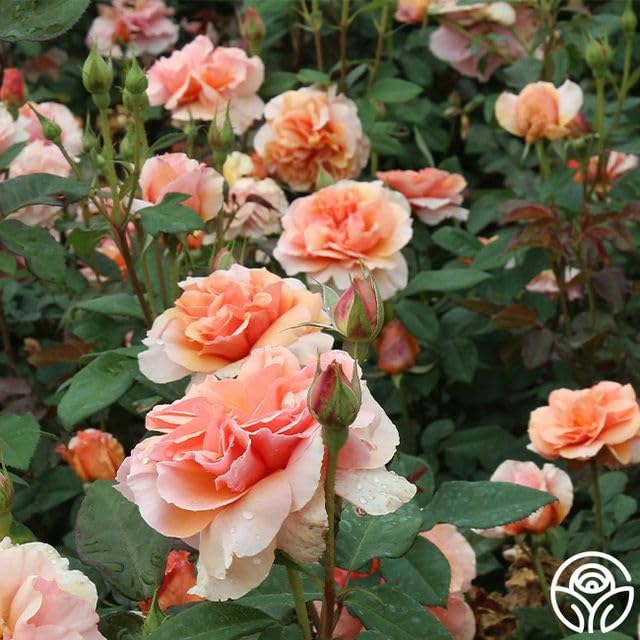 Sunbelt® Soul Sister™ Floribunda Rose Bush - Live Heirloom Roses for Outdoor Planting | Perfect for Gardens, Landscaping & Gifting
