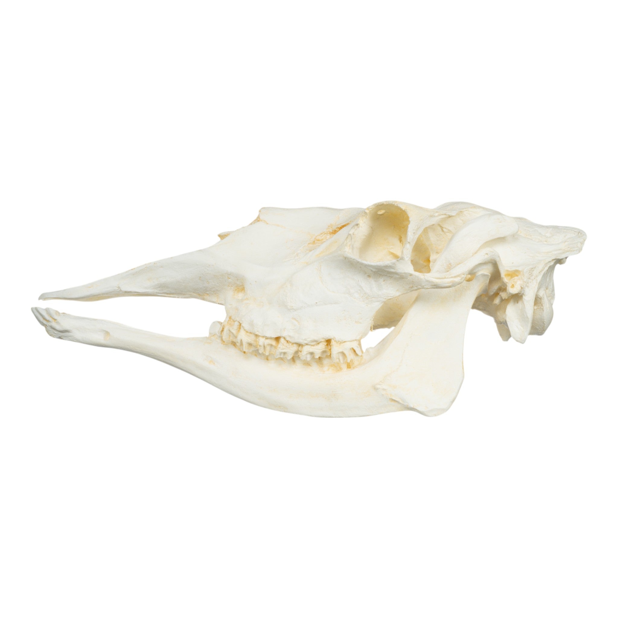 Authentic Replica Female American Moose Skull - Lifelike Taxidermy Decor for Hunting Lodge, Cabin & Wilderness Themed Home Decor