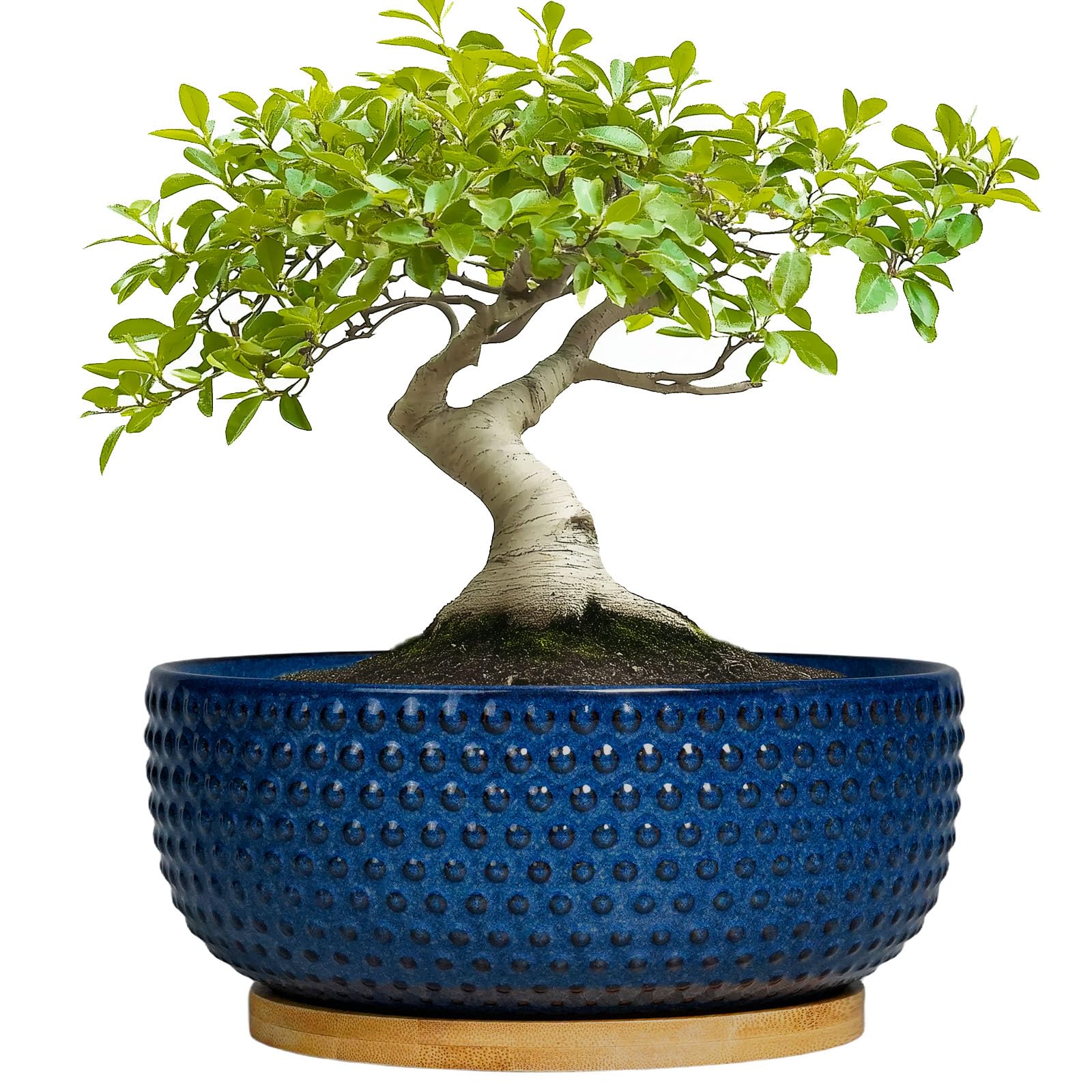 8 Inch Ceramic Bonsai Pots with Drainage Hole & Saucer - Modern Round Planter for Succulent Plants, Bonsai Trees, Indoor House Decor - Perfect Gift for Women & Men (Blue) - Ideal for Home, Office, and Garden Decorations