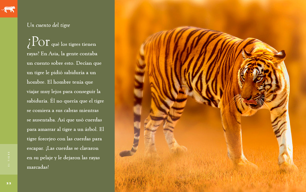 El Tigre 9781640266827 - Wild Animal Book for Kids - Perfect for School Projects & Wildlife Education