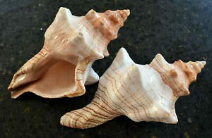 KARPP 12 Striped Fox Conch Shells 5-6 Inch - Natural Beach Wedding Decor, Nautical Home Decor, Coastal Table Centerpiece for Beach Themed Parties & Ocean Inspired Interior Design