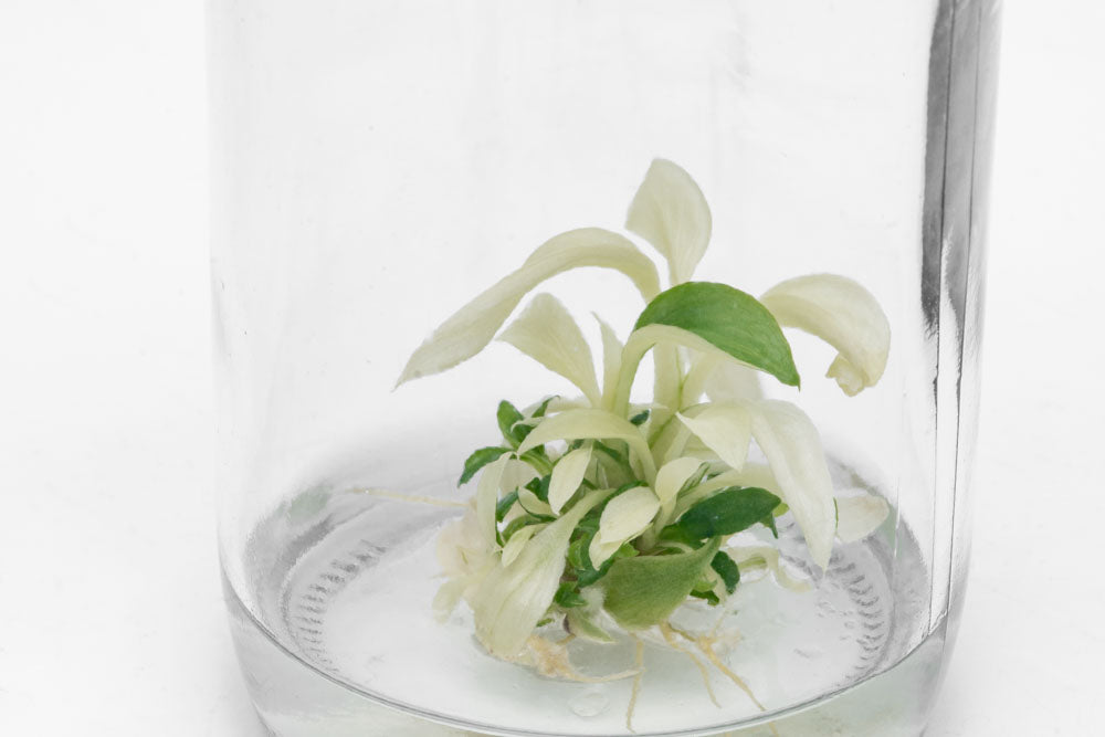 Philodendron Ring of Fire - Rare Variegated Houseplant for Indoor Gardening | Perfect for Home Decor, Office Spaces & Plant Collections