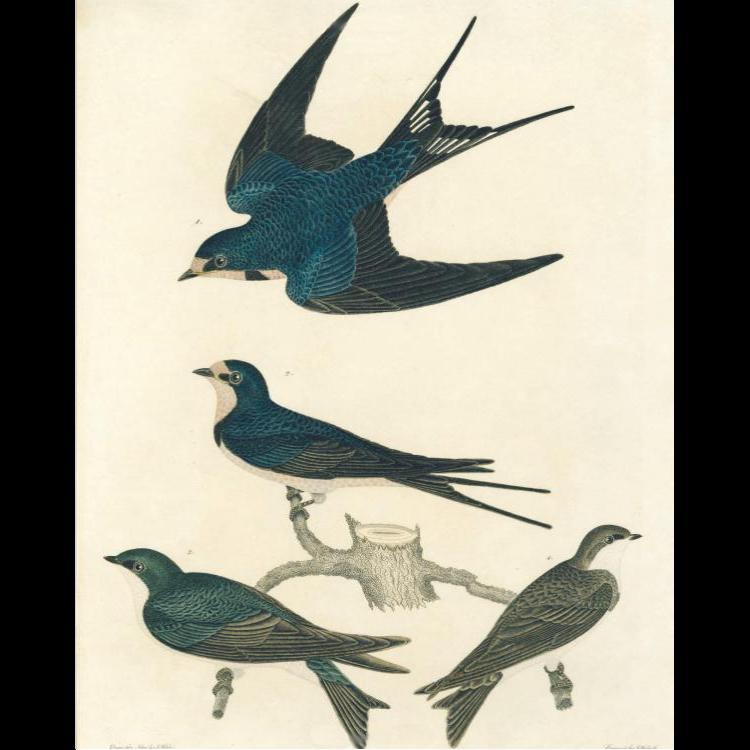 John Derian Picture Book - Vintage-Inspired Decorative Books for Home Decor, Gifts & Collectibles | Perfect for Bookshelves, Coffee Tables & Artistic Displays