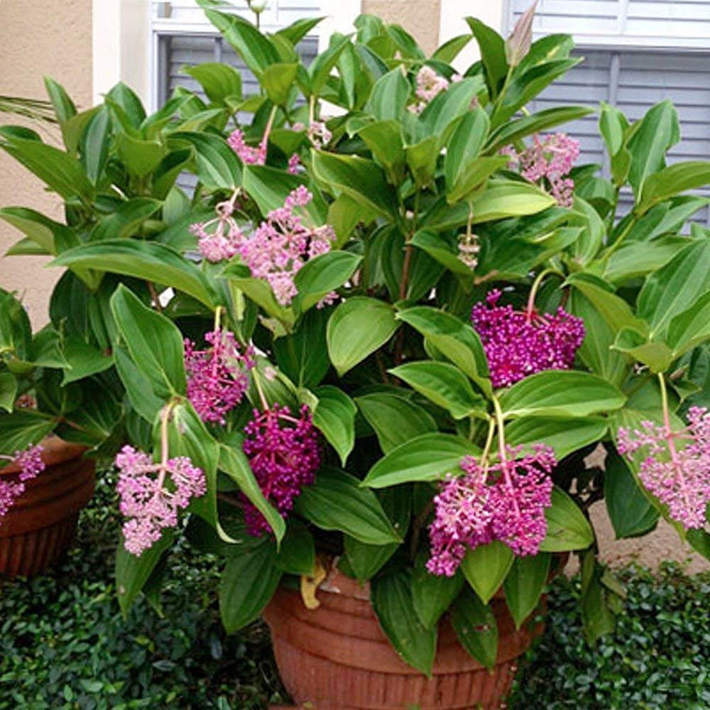 Medinilla Myriantha Live Orchid Plant - Malaysian Flowering Plant for Indoor & Outdoor Gardens | Vibrant Blooms, Easy Care Starter Plant by Wellspring Gardens | Perfect for Home Decor, Office Spaces & Tropical Garden Landscaping