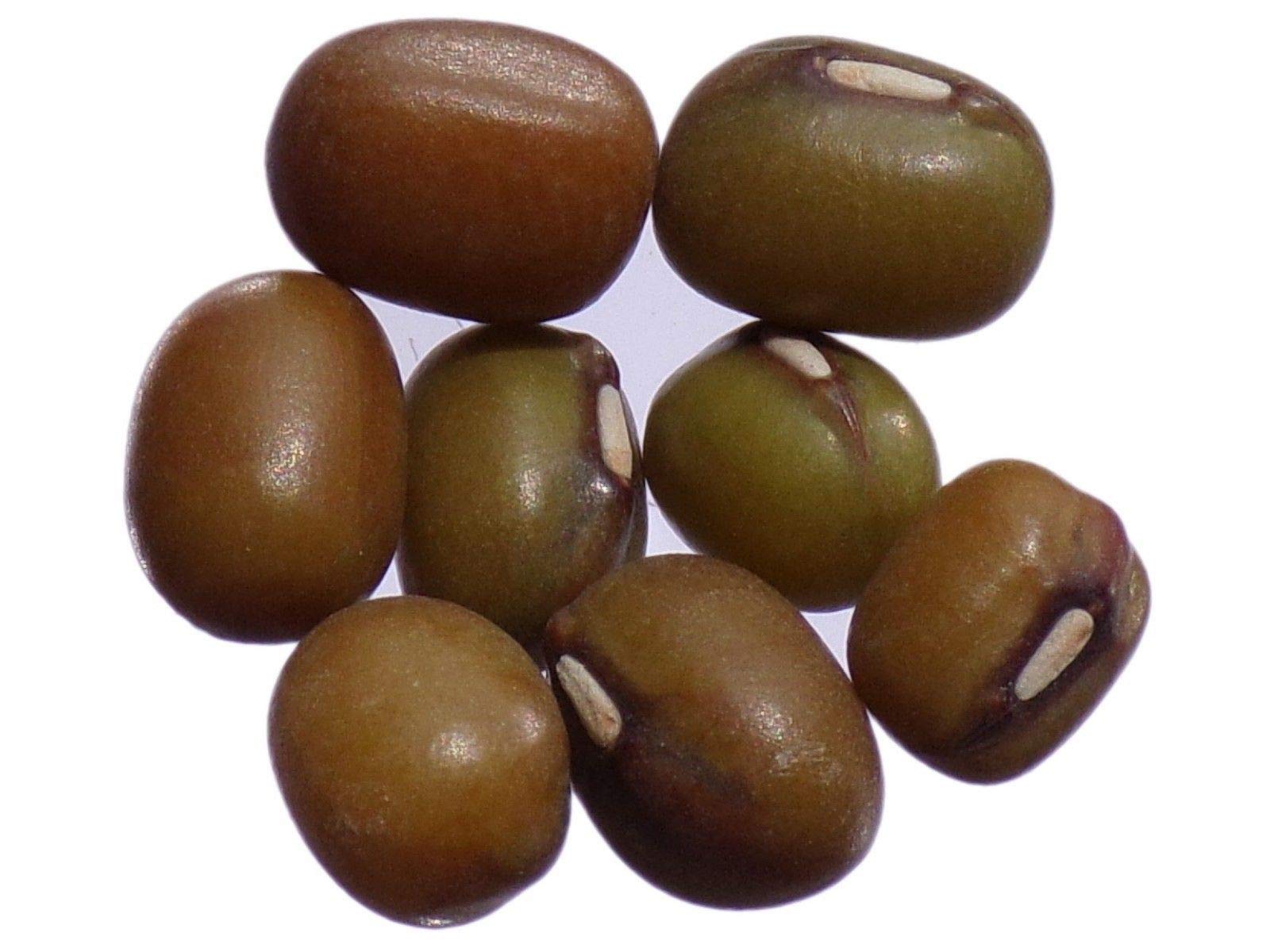 30-Day Organic Mung Bean Seeds - Vigna Radiata - Non-GMO, Heirloom, High Germination Rate - Perfect for Sprouting, Gardening, and Healthy Cooking