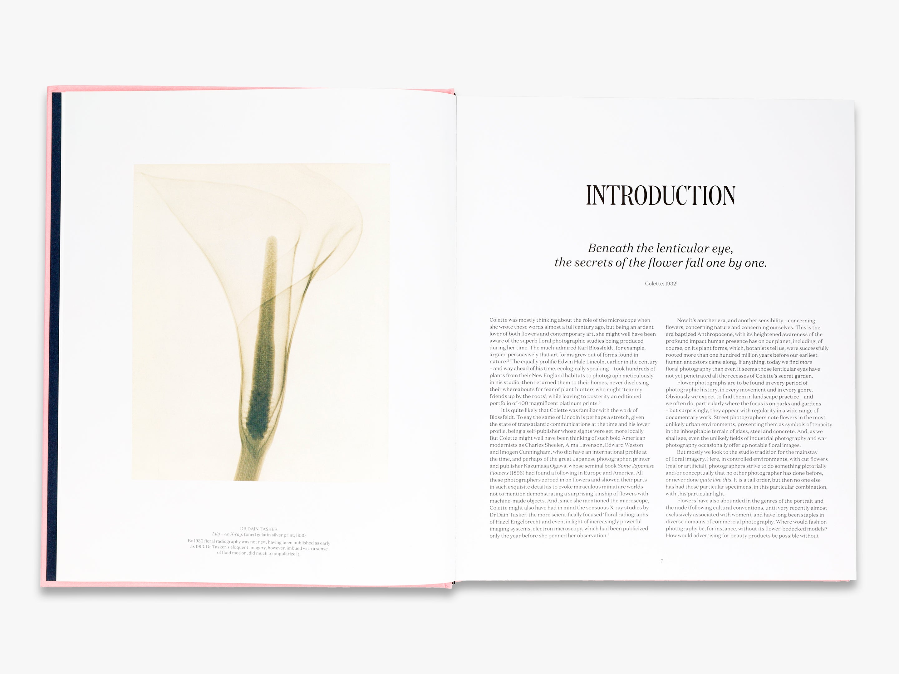 Flora Photographica - Stunning Botanical Photography Prints for Home & Office Decor | Nature Wall Art for Living Room, Bedroom & Office