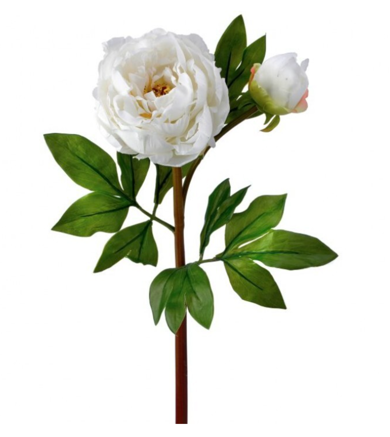 Fresh Cut White Garden Peony Flowers & Buds - Perfect for Weddings, Home Decor, and Floral Arrangements