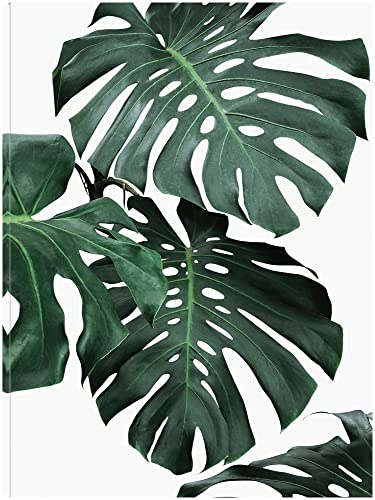 Monstera 1