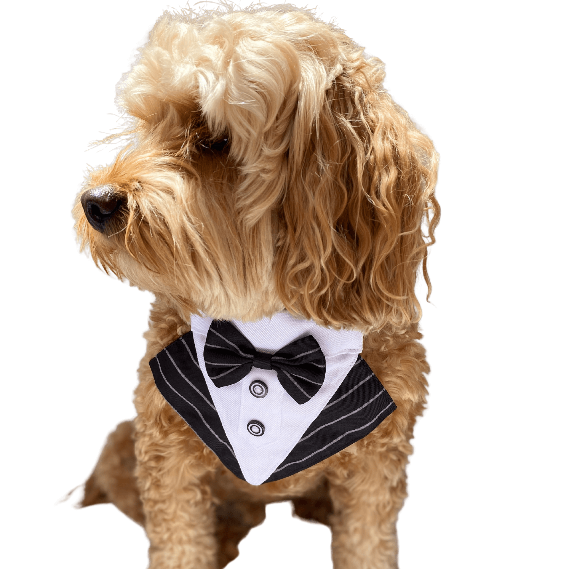Elegant Pinstripe Tuxedo Dog Collar Bandana for Formal Events - Perfect for Weddings, Birthdays & Special Occasions - Dapper Pet Accessory for Dress-Up Parties & Photo Shoots