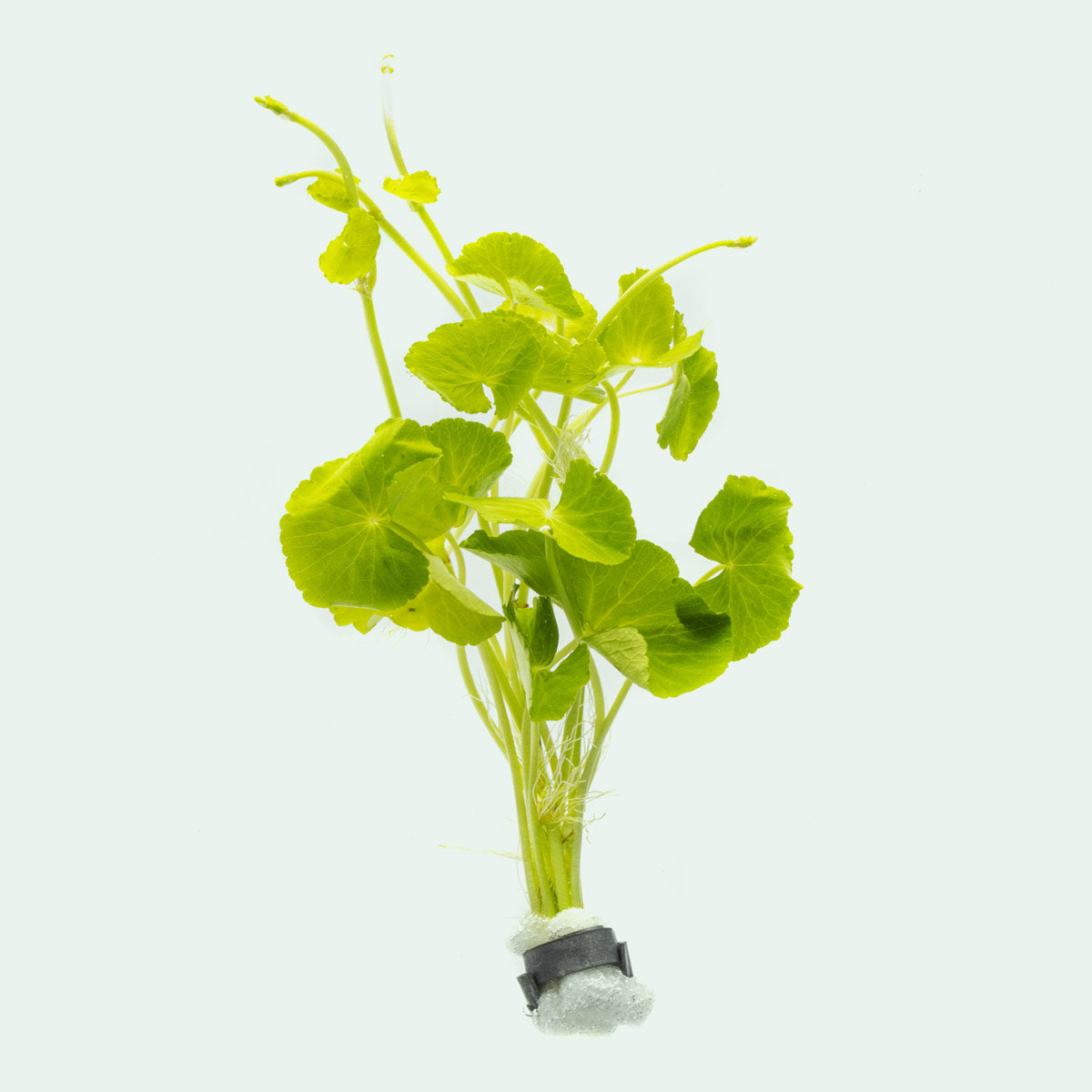 Hydrocotyle Leucocephala (Brazilian Pennywort) Aquatic Plant for Freshwater Aquariums - Perfect for Fish Tanks, Shrimp Tanks & Aquascaping