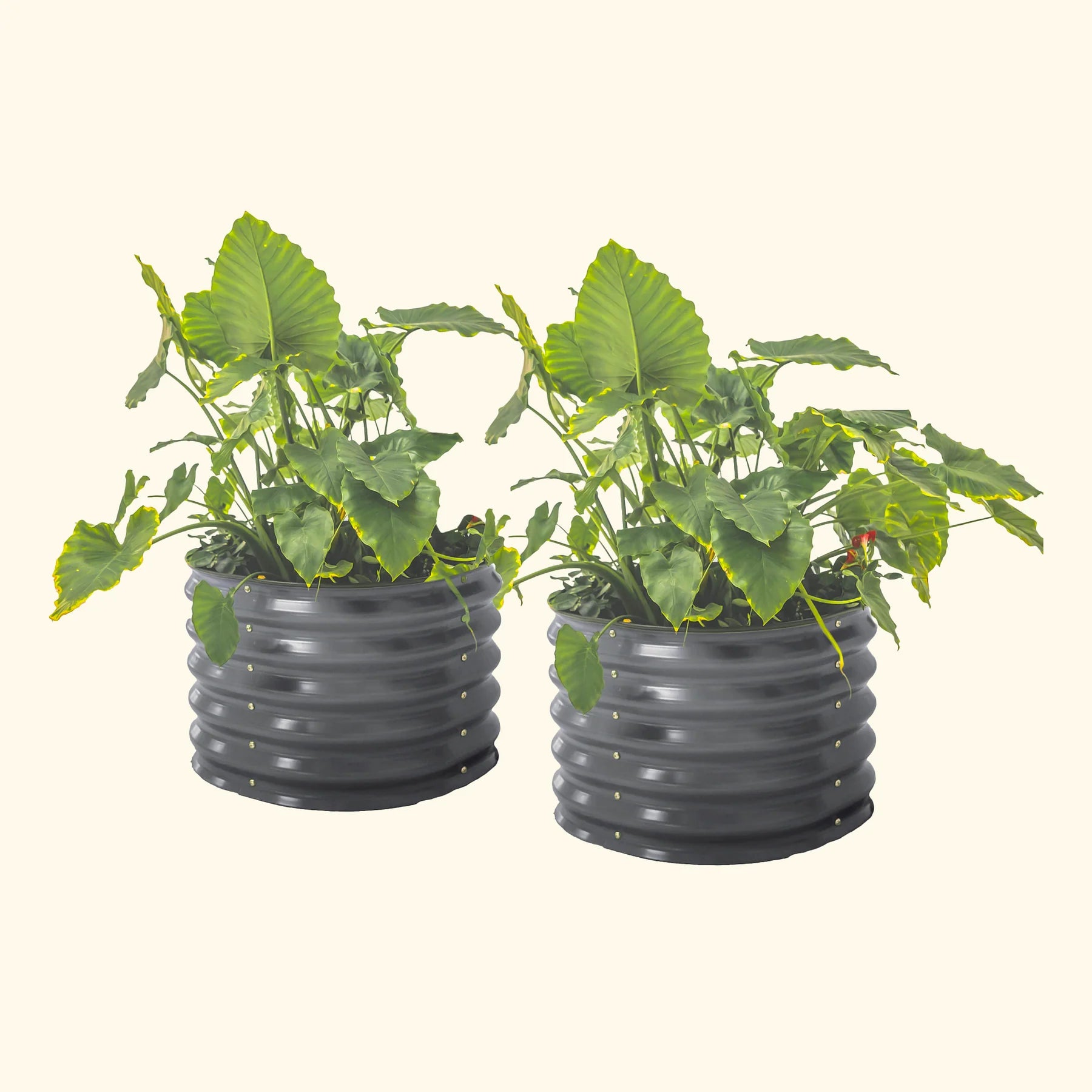 Self Watering Plant Pots - Twin Pack for Indoor & Outdoor Plants - Perfect for Home, Office, and Garden Decor