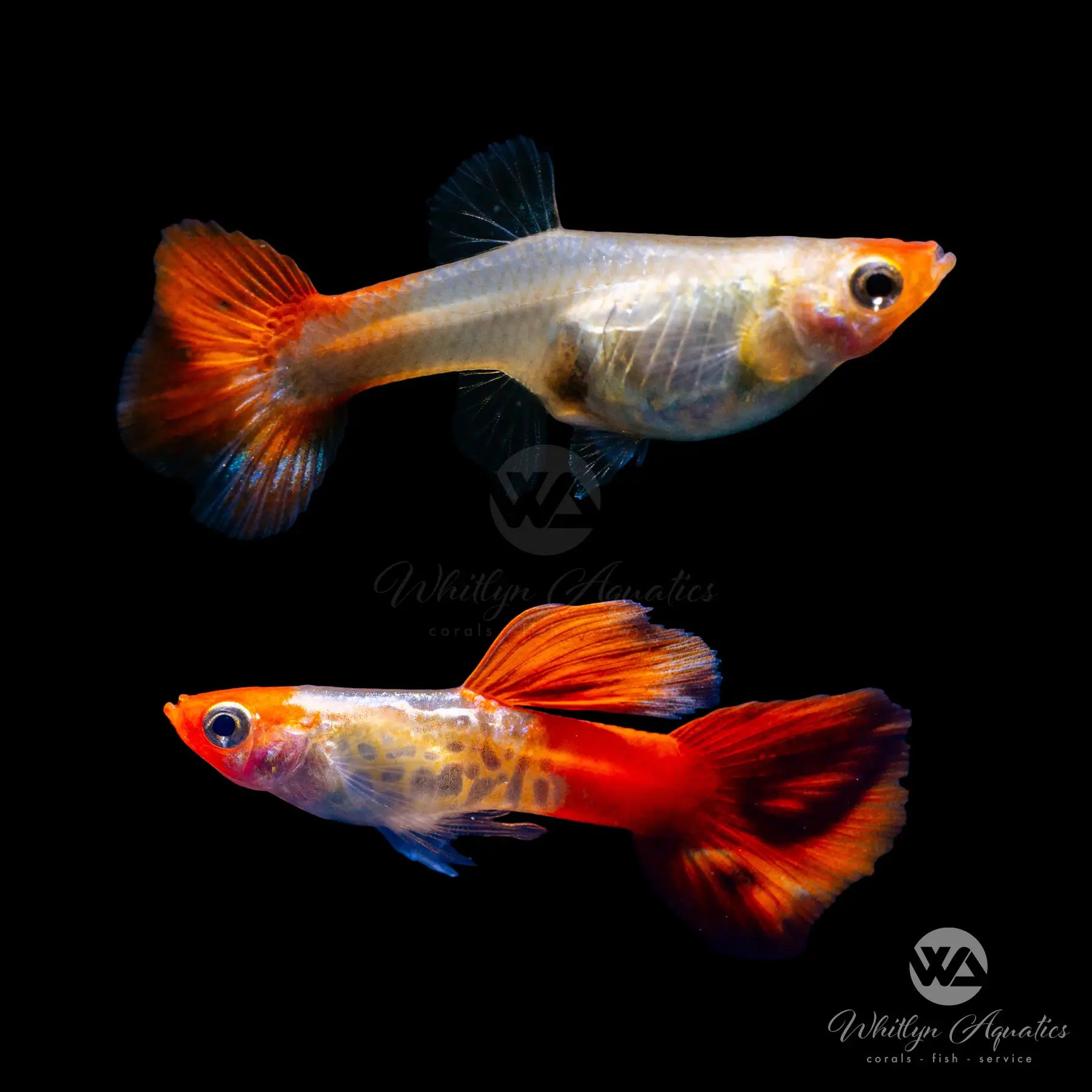 Premium Koi Snakeskin Guppy Pair (1 Male 1 Female) - Poecilia Reticulata for Freshwater Aquariums & Fish Tanks