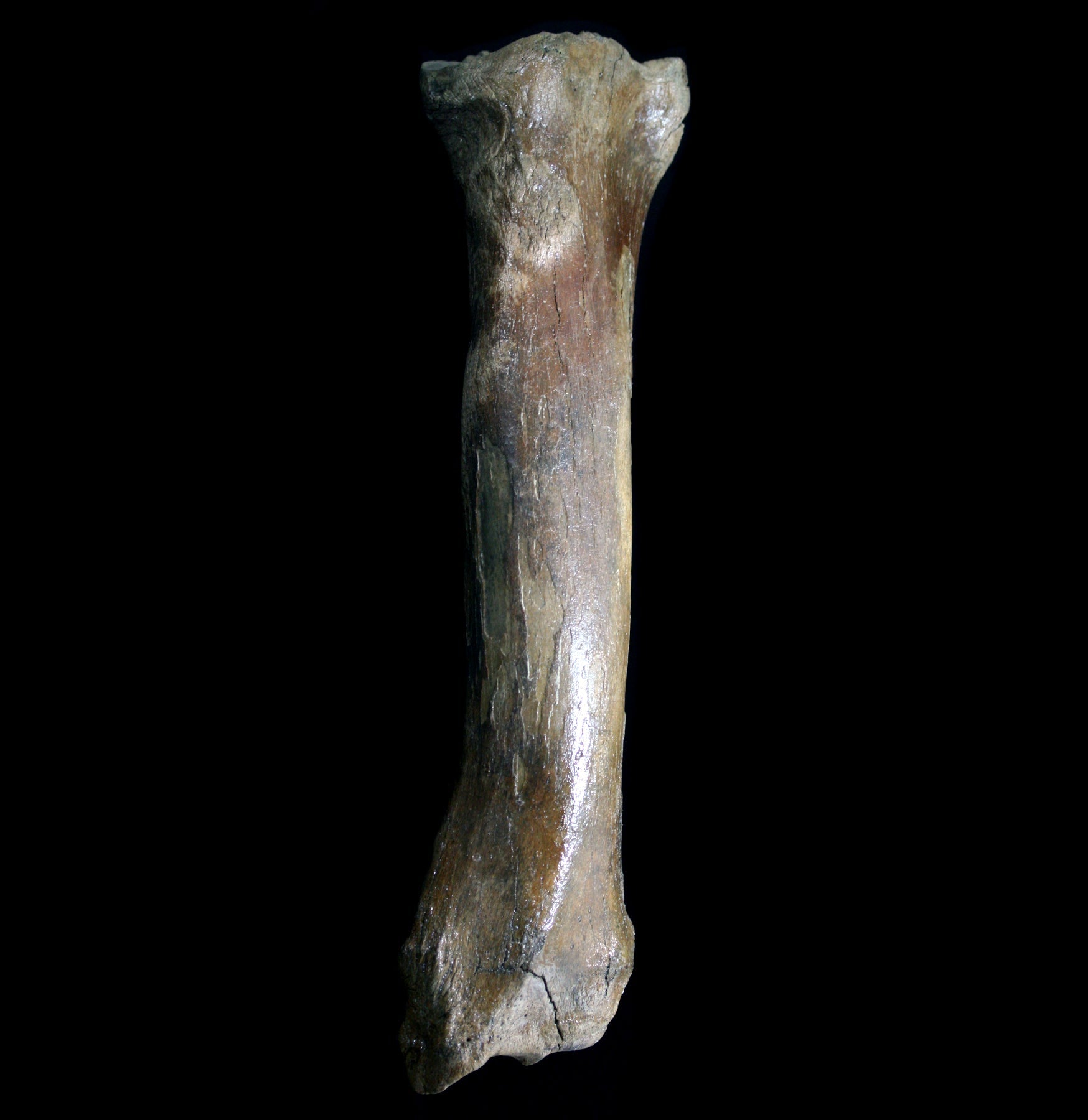 Fossilized Megaloceros Giganteus Radius - Giant Deer Fossil Bone - Authentic Ice Age Specimen for Collectors, Paleontology Study & Home Decor Display