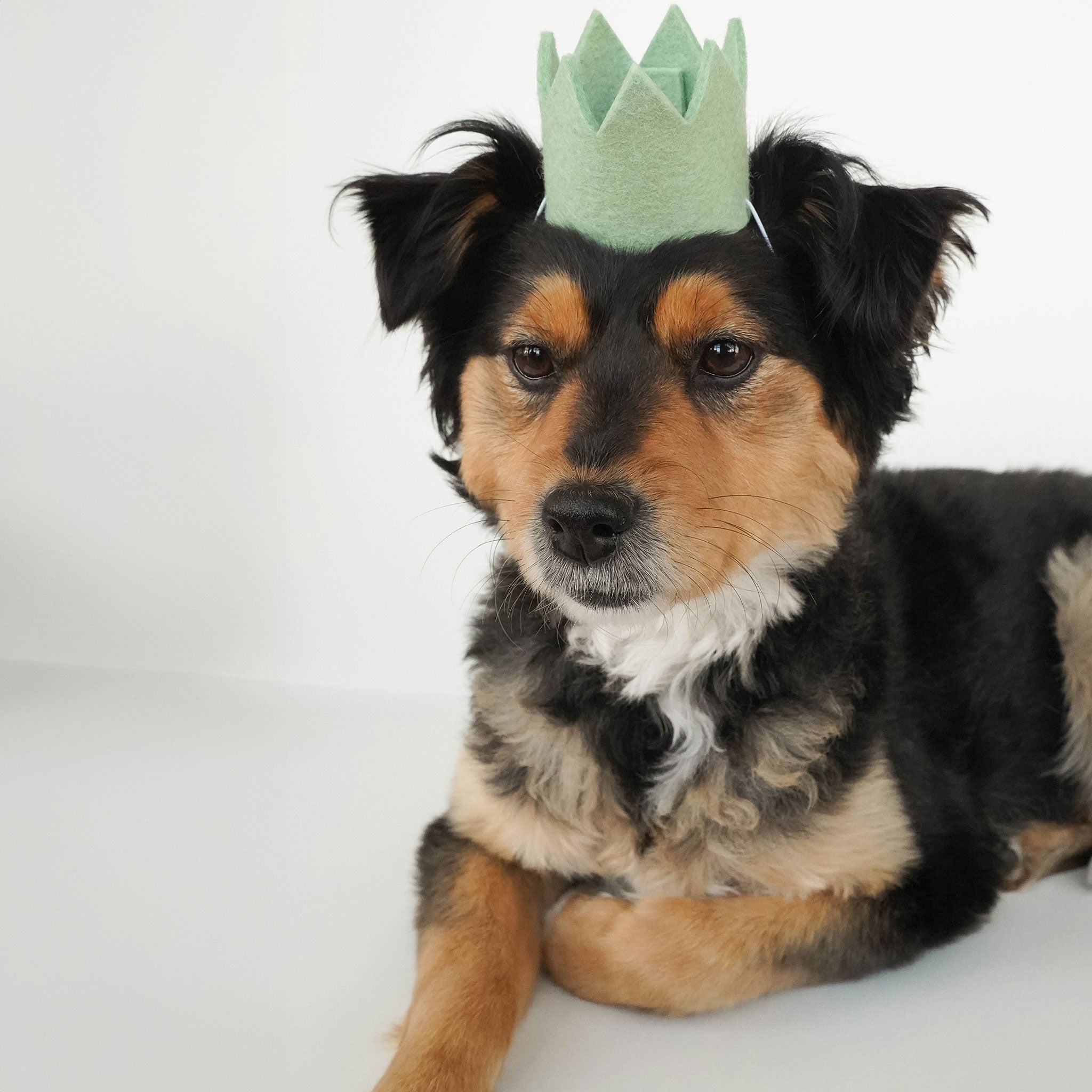 ModernBeast Party Crown Mint Green Dog Costume - Fun Pet Outfit for Halloween, Birthday Parties & Dress-Up Playtime