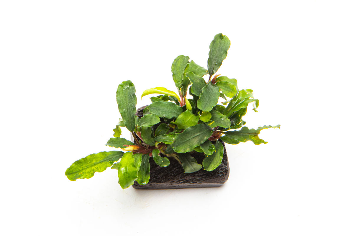 Bucephalandra Green Wavy Aquatic Plant for Aquarium - Live Driftwood Decor with Easy Care for Fish Tank, Shrimp Tank & Paludarium Setup