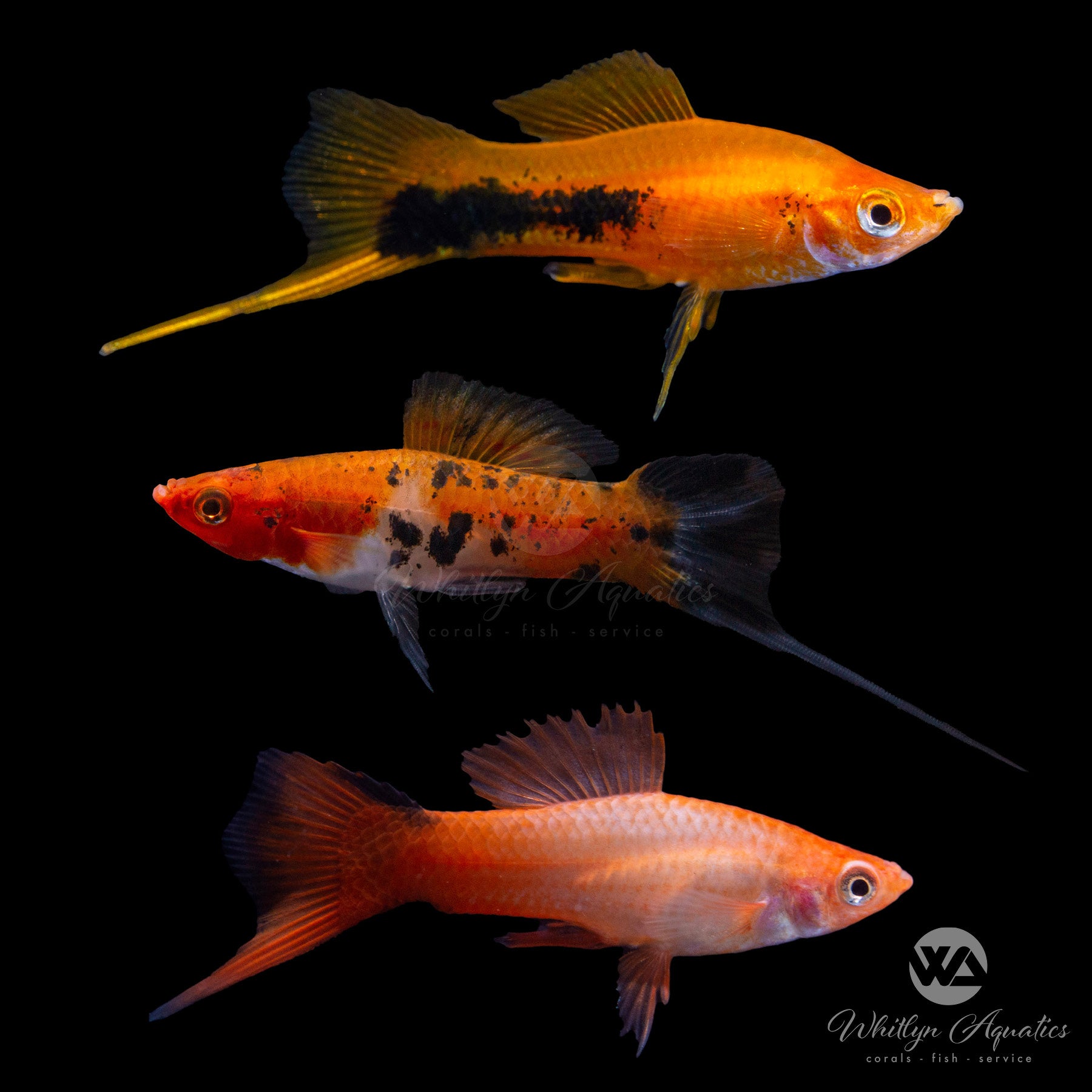 Assorted Swordtail XL (Xiphophorus Helleri) - Live Aquarium Fish for Freshwater Tanks, Community Aquariums & Tropical Fish Habitats