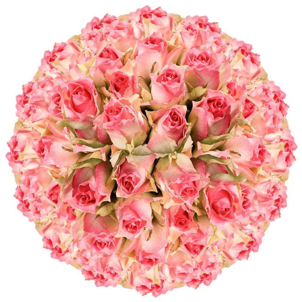 100 Fresh Cut Creamy Pink Roses - Long Stem Roses for Birthdays, Weddings & Anniversaries | Premium Fresh Flowers by GlobalRose | Perfect for Centerpieces, Gift Bouquets & Romantic Decorations