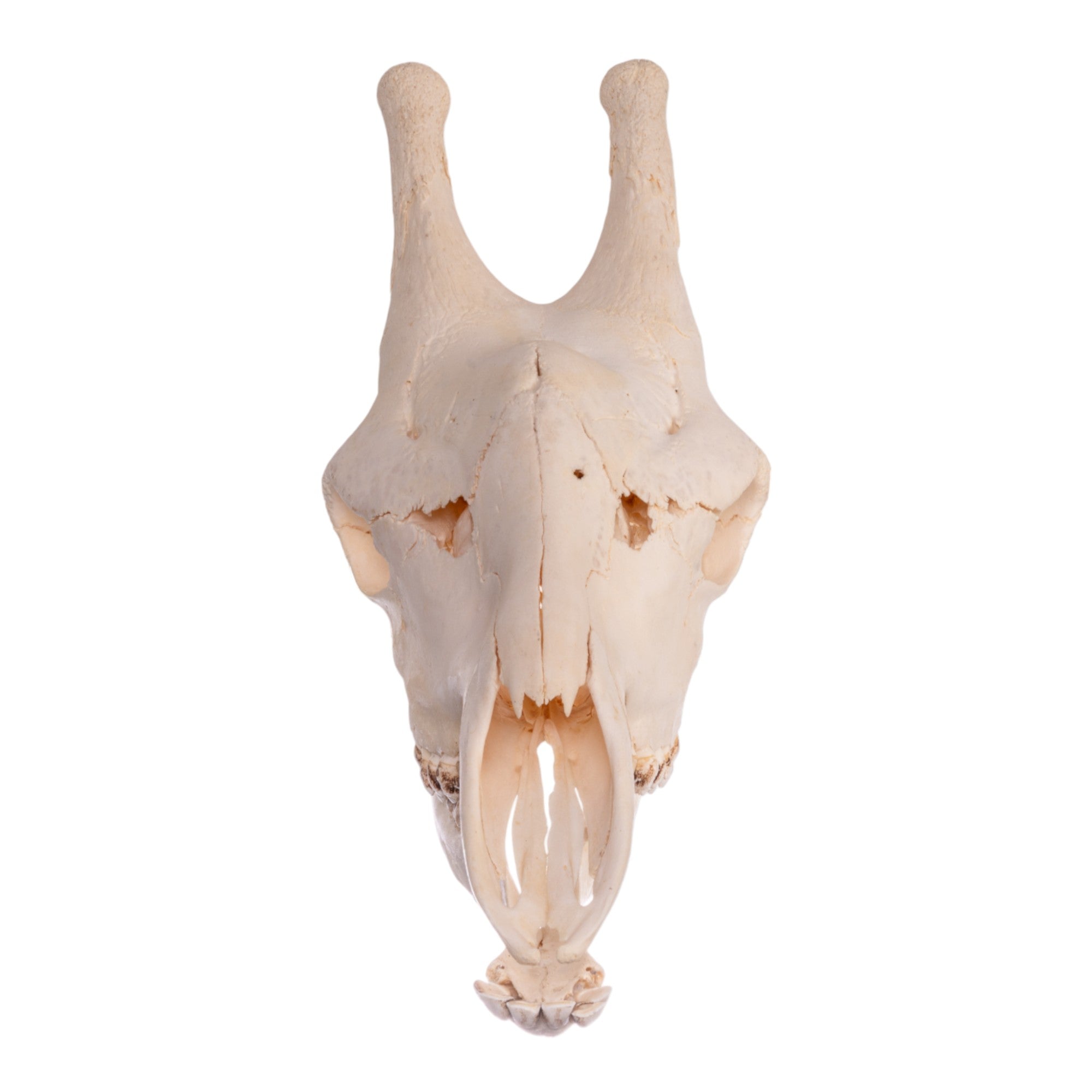 Authentic Southern Giraffe Skull - Rare Taxidermy Specimen for Home Decor, Educational Display & Unique Gift for Wildlife Enthusiasts
