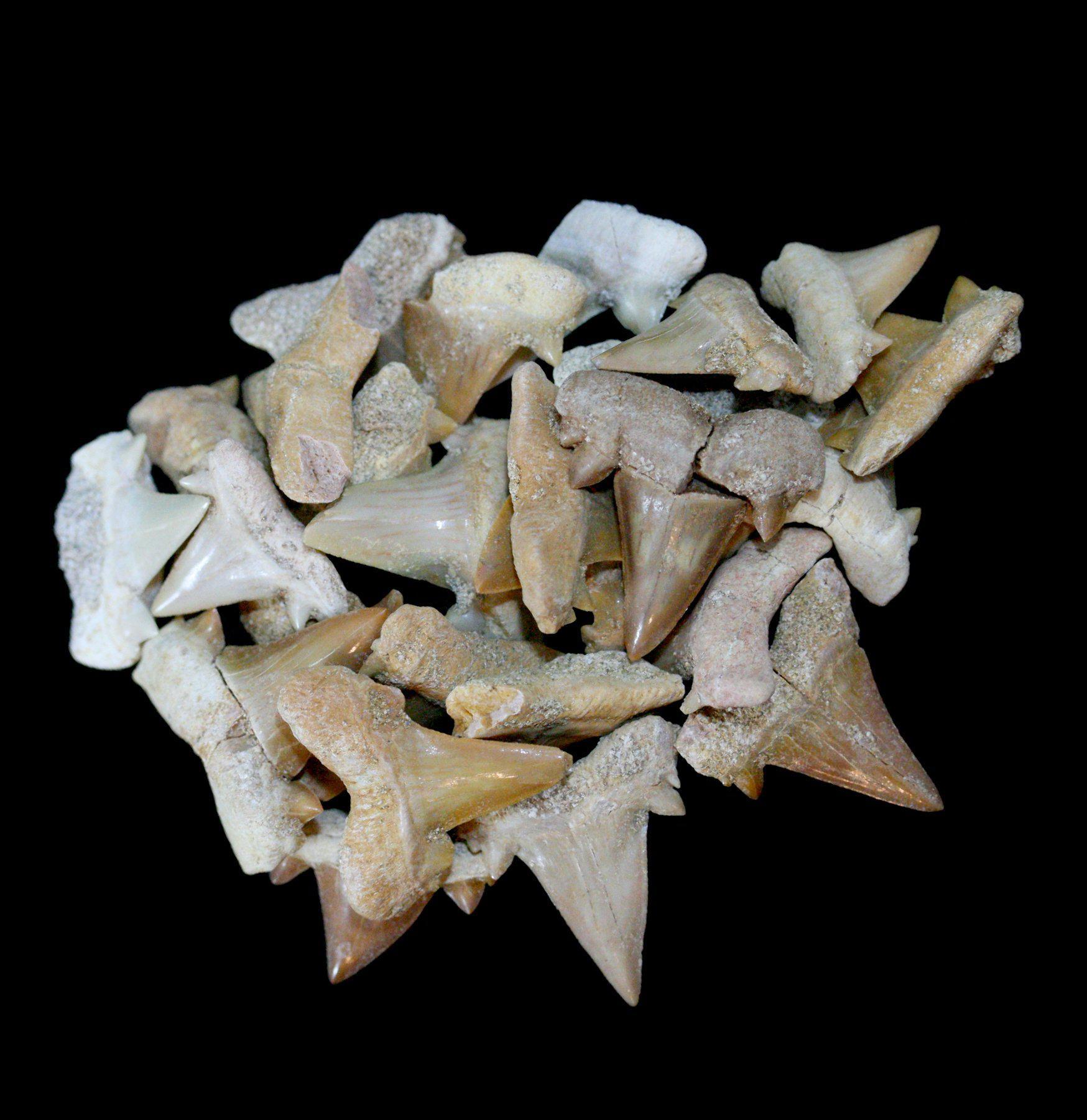 Authentic Otodus Obliquus Fossil Shark Teeth - Small Size - Perfect for Collectors, Jewelry Making & Educational Displays