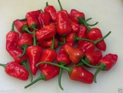 Premium Facing Heaven Pepper Seeds (Capsicum Annuum) - Authentic Sichuan Chaotianjiao Chili for Home Garden & Spicy Cooking