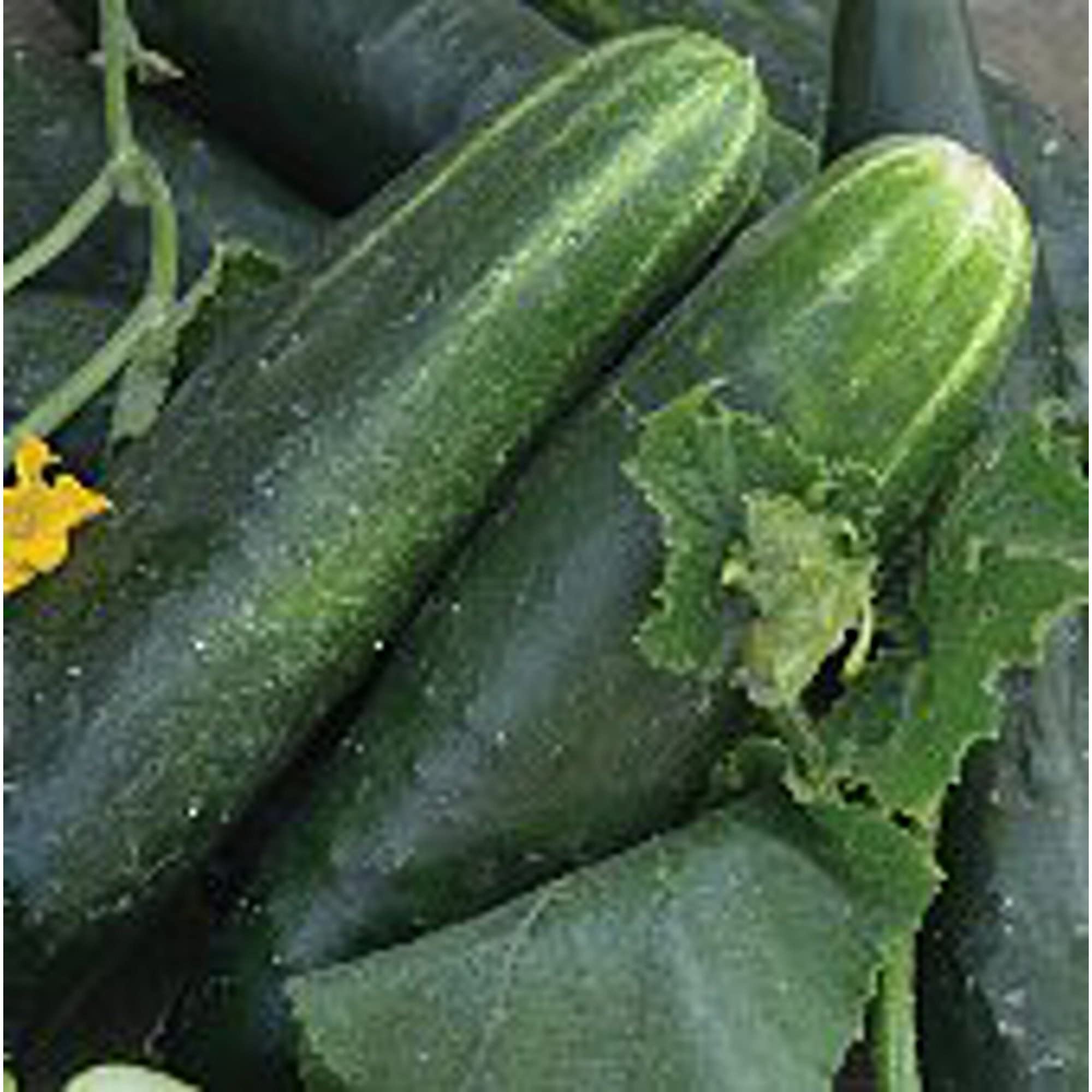 Organic Japanese Climbing Cucumber Seeds (20+ Seeds) - Non-GMO Heirloom Vegetable Seeds for Planting - Perfect for Home Garden, Greenhouse & Vertical Gardening - Fresh Salad & Pickling Cucumbers