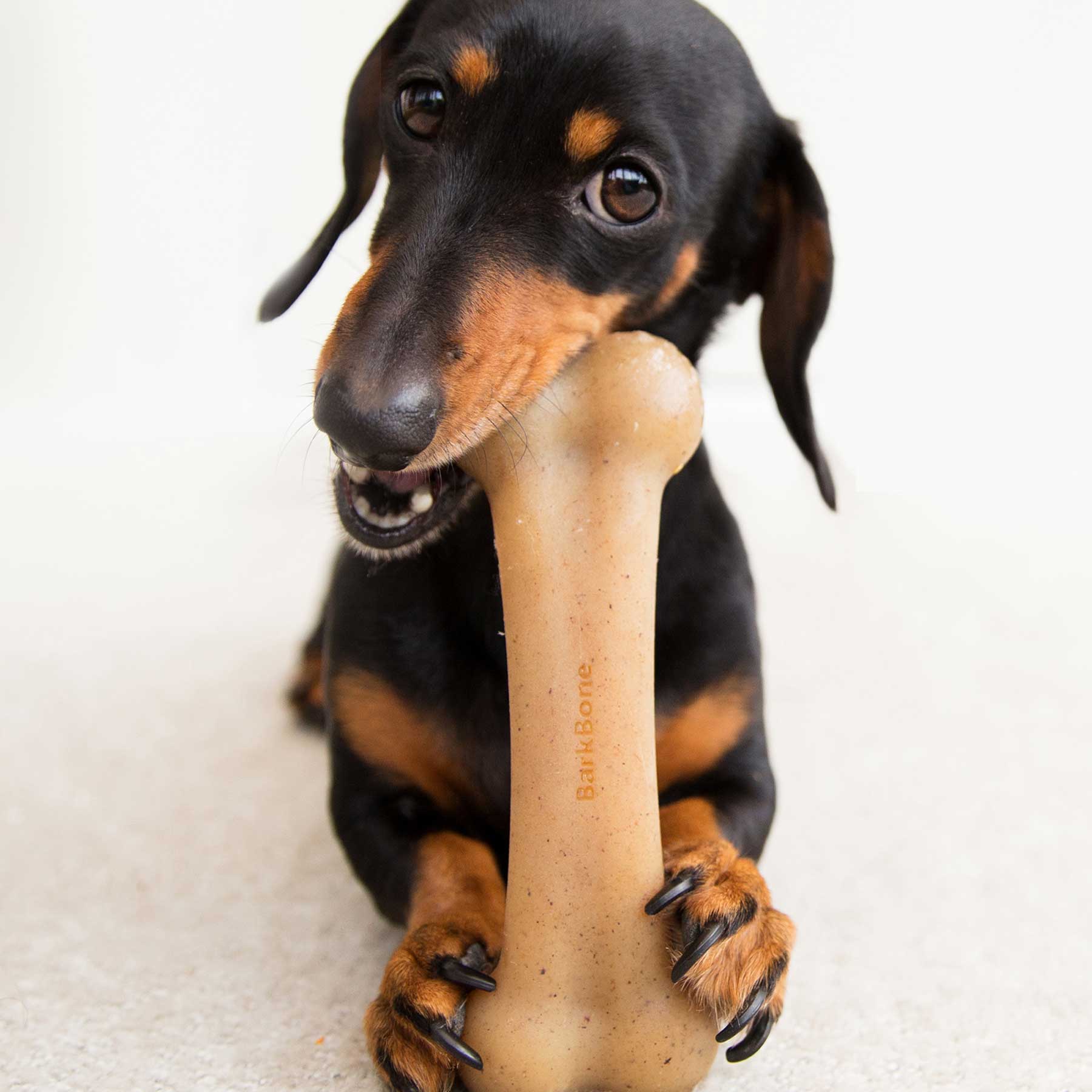 BarkBone Natural Instincts Bacon Flavored Nylon Dog Chew Toy - Durable Puppy Teething Bone for Aggressive Chewers, Best for Small Medium Large Dogs - Perfect for Training, Anxiety Relief & Dental Health