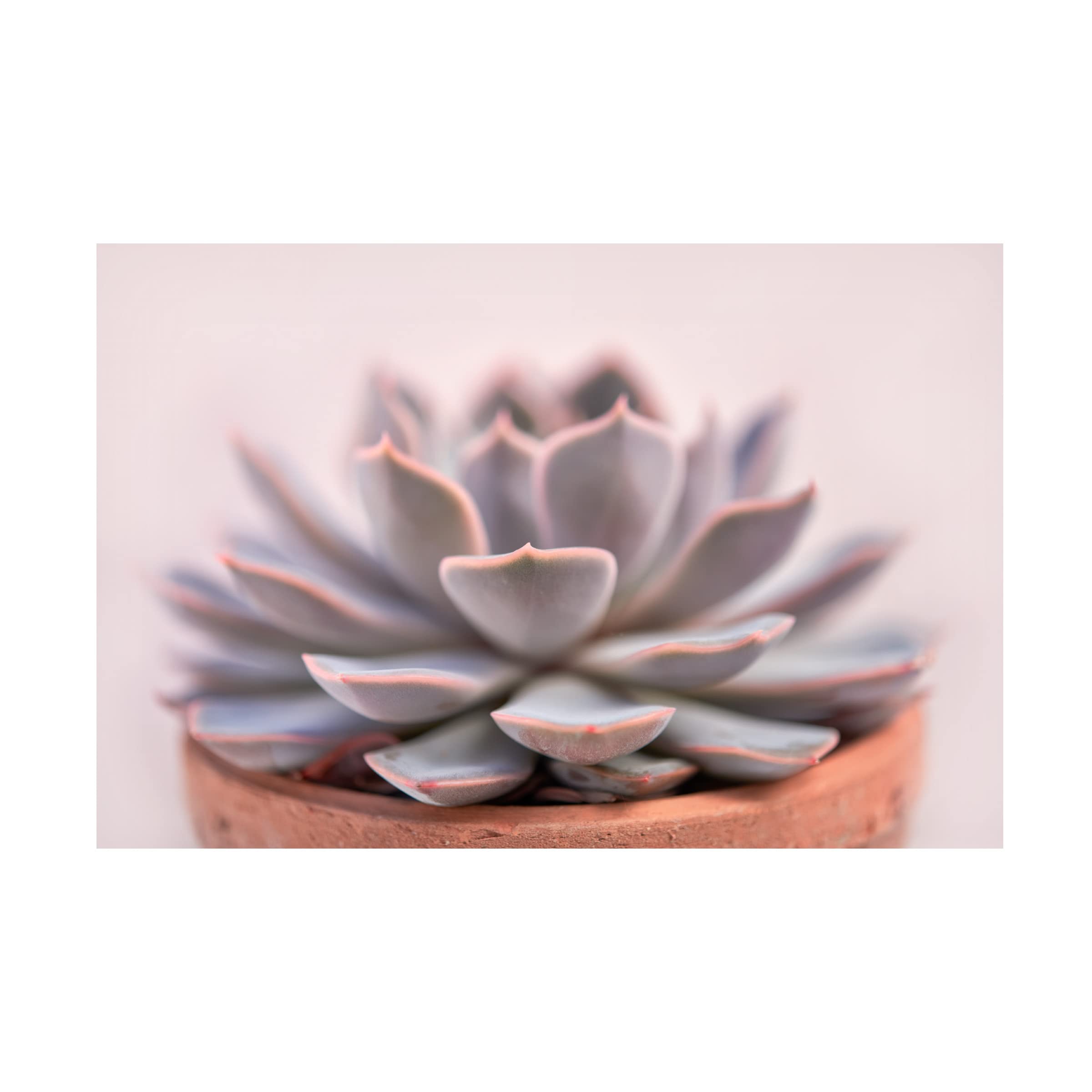 Trademark Fine Art 'Succulent in Pot' Canvas Wall Art by Cora Niele - Perfect for Home Decor, Office & Living Room