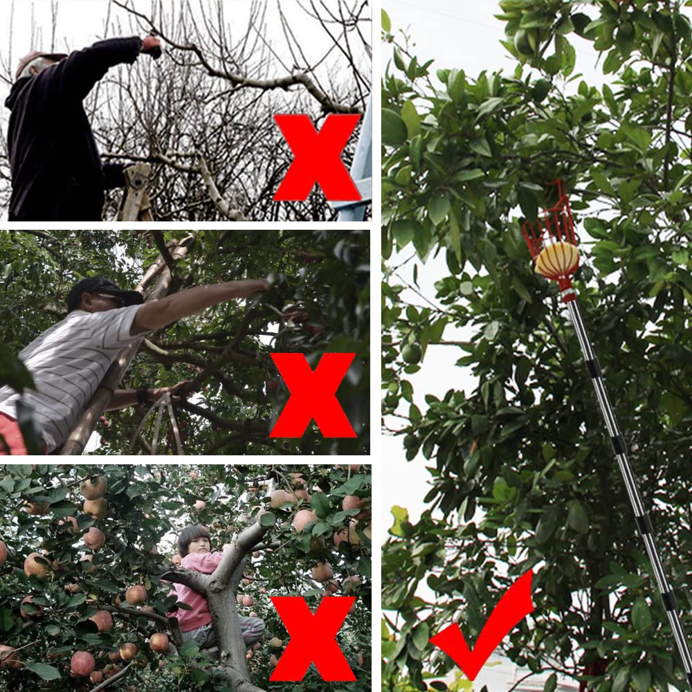 Stainless Steel Telescopic Fruit Picker with 4.3m Handle - Apple Picker, Cherry Harvester for Garden, Orchard & Outdoor Use - Perfect for Harvesting Pears, Apples & Hard-to-Reach Fruits