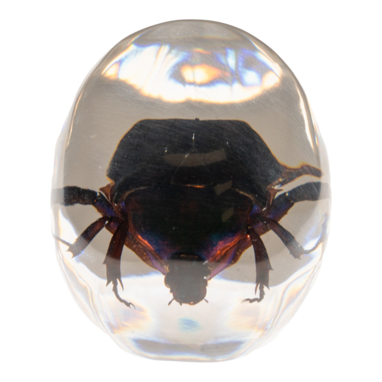 Real Green Rose Chafer Beetle Encased in Clear Acrylic Skull-Shaped Refrigerator Magnet - Unique Gothic Home Decor for Kitchen, Office & Dorm Room