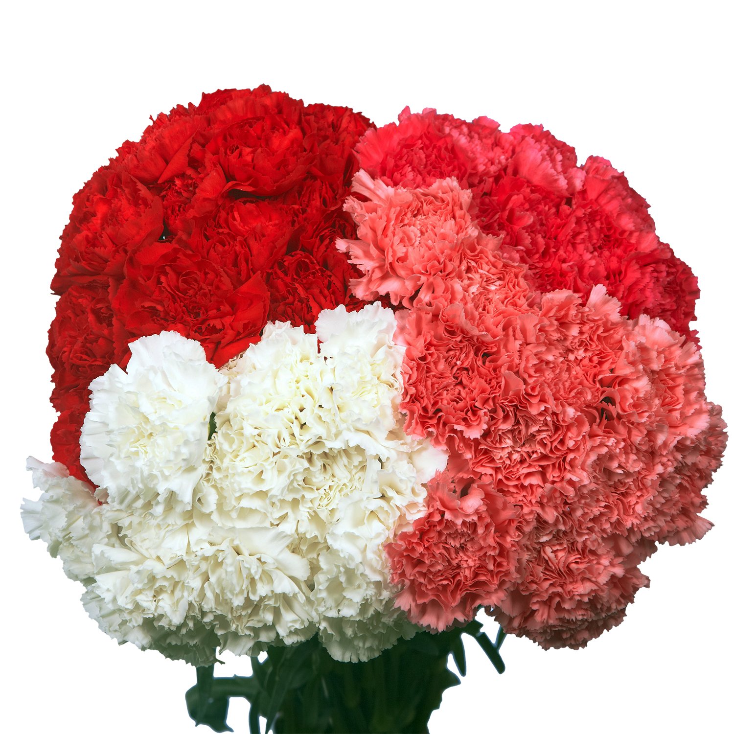 200 Fresh Red Carnations for Mother's Day - Same Day Flower Delivery - Perfect Gift for Mom, Birthday, Anniversary & Special Occasions - Home Decor, Party Centerpiece & Romantic Surprise