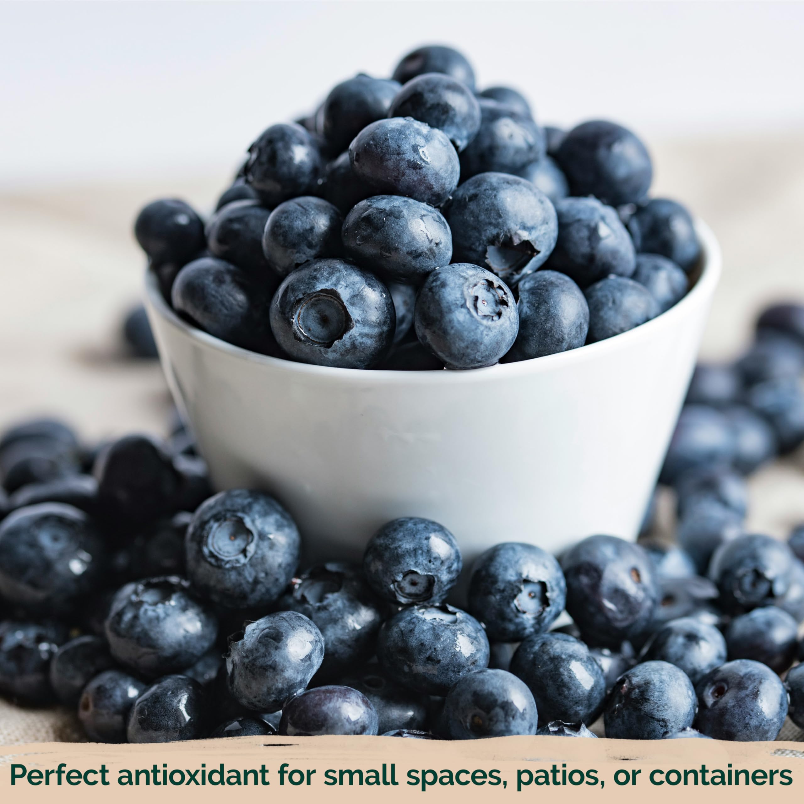 KVITER 100 Organic Non-GMO Blueberry Seeds (Vaccinium Angustifolium) – Sweet Dwarf Lowbush Heirloom Fruit Seeds for Indoor & Outdoor Gardening – Perfect for Fresh Berries, Smoothies, and Homegrown Snacks