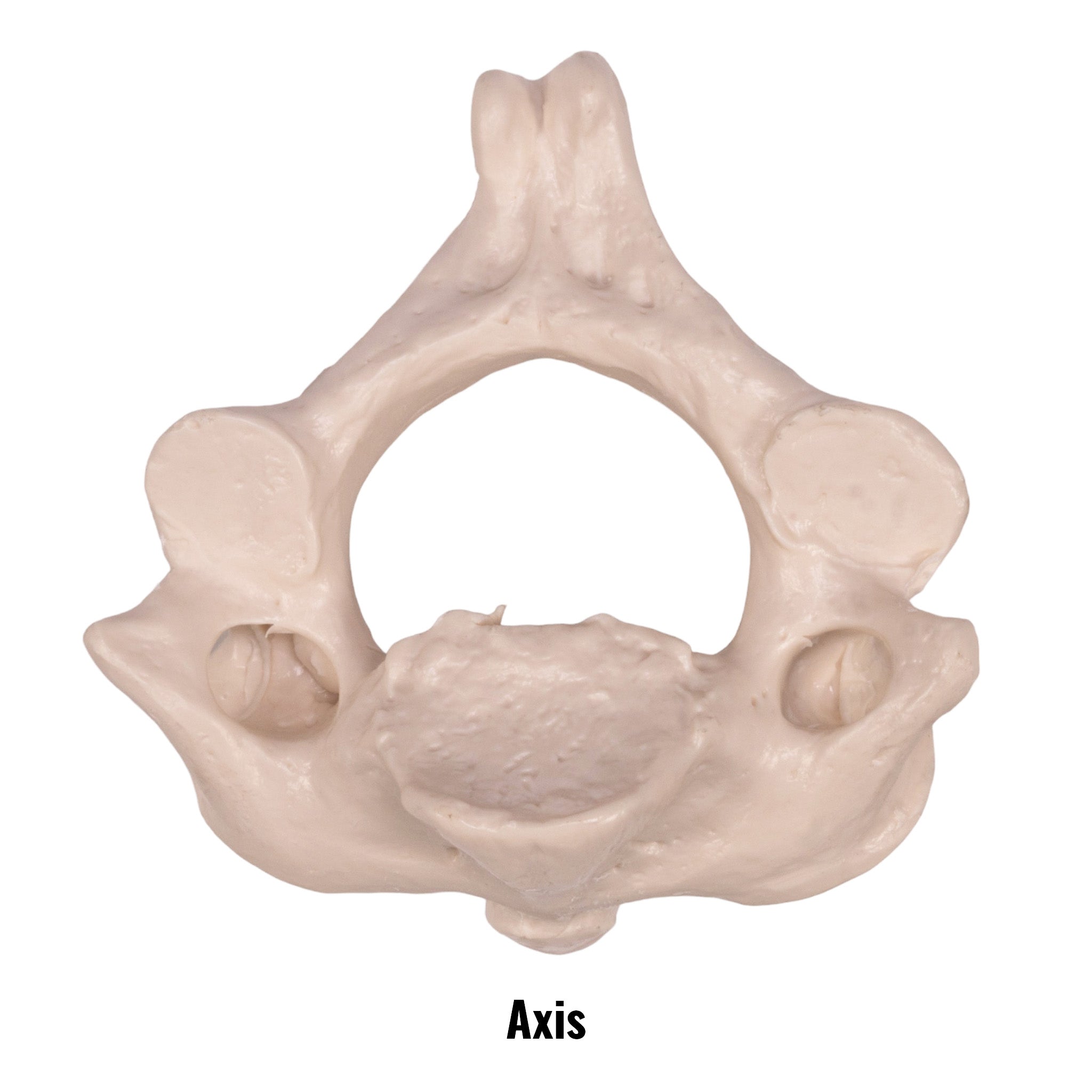 Replica Human Vertebra - Single Vertebrae Model for Anatomy Study, Medical Education & Science Classroom Display