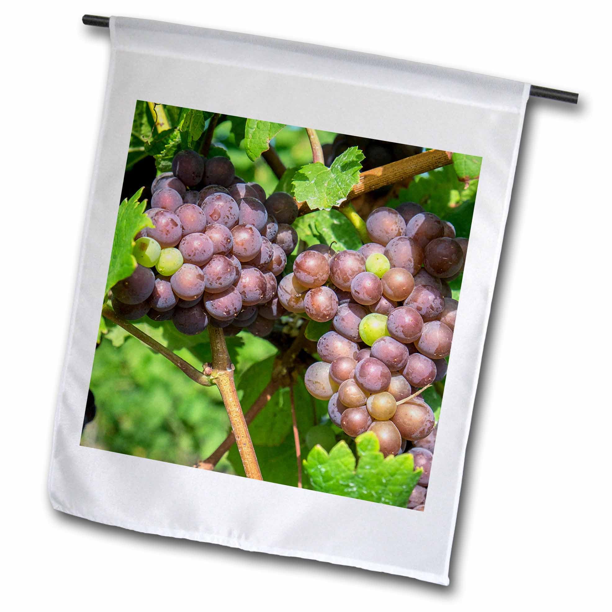 3dRose - Grapes on Vine Skaneateles New York USA Flag - Home & Office Wall Decor, Garden Party Decoration, Patriotic Gift Idea