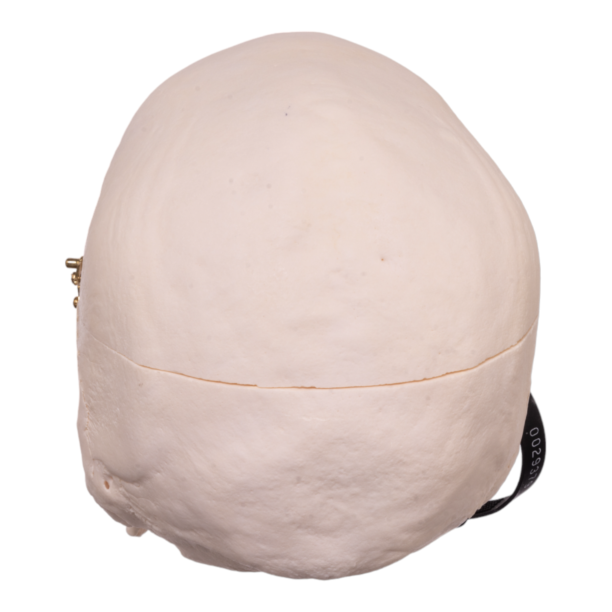 Premium Anatomical Human Skull Model - Medical Research, Student Study & Halloween Decor - Realistic Detailed Replica for Doctors, Teachers & Collectors