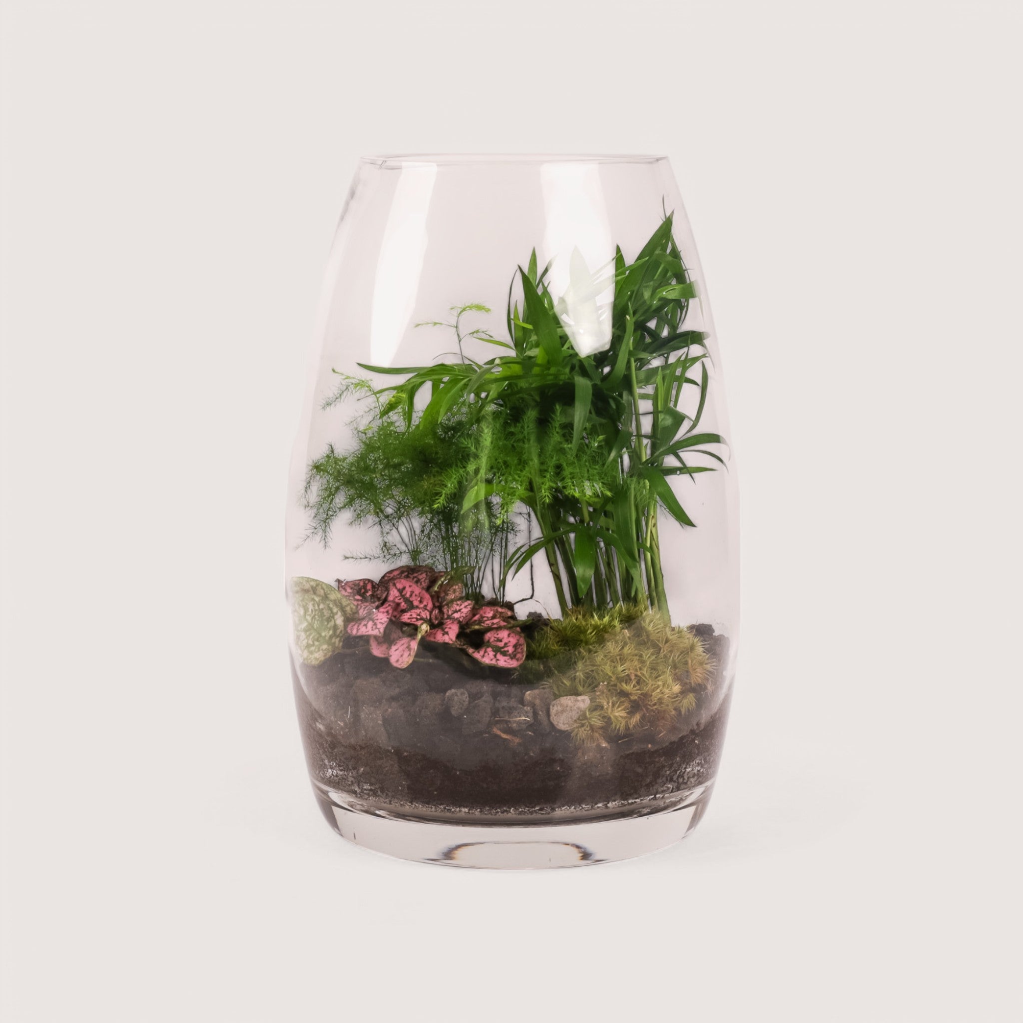 Bullet Vase Terrarium - Glass Planter for Succulents, Air Plants & Miniature Gardens - Perfect for Home Decor, Office Desk & Gift Ideas