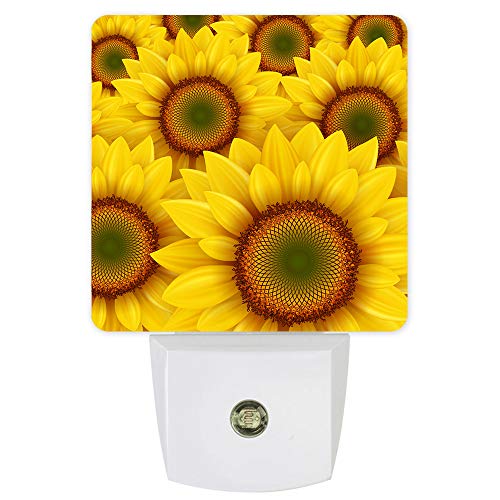 sunflower10CLQ7153