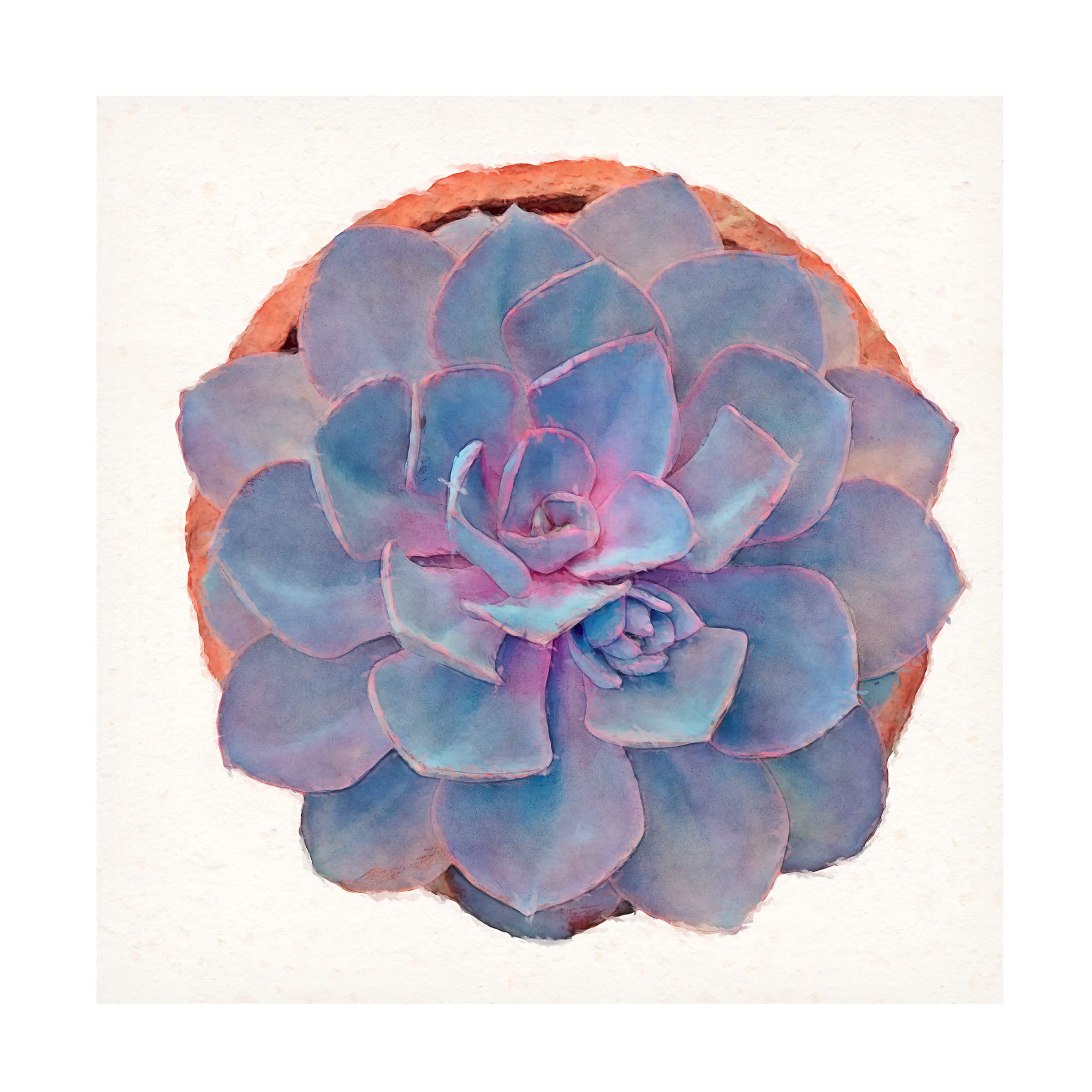 Trademark Fine Art 'Succulent Watercolor Study' Canvas Wall Art by Cora Niele - Botanical Home Decor for Living Room, Bedroom & Office
