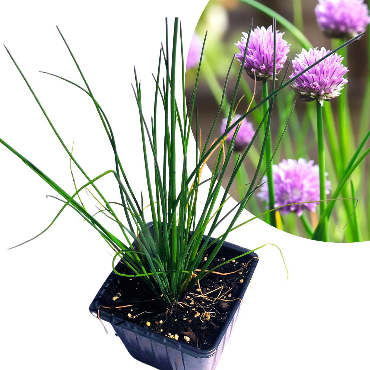 Organic Chives Live Plant (Allium schoenoprasum) - 2.5-inch Pot for Kitchen Garden, Fresh Herbs for Cooking, Soups, Salads & Garnishing - Perfect Indoor/Outdoor Herb Gardening Gift