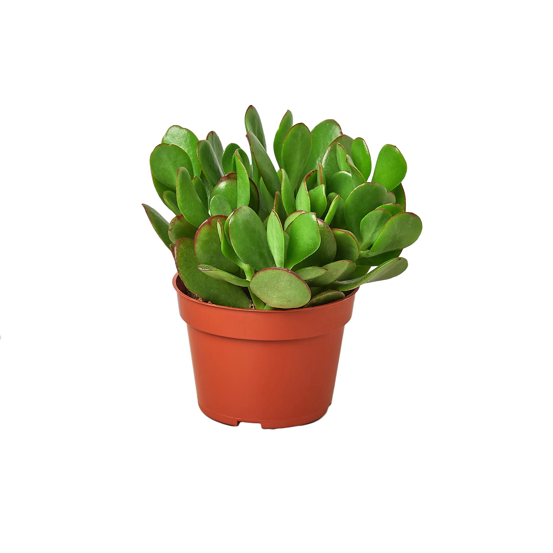Crassula 'Jade' Succulent Plant - 4 Inch Live Indoor Houseplant | Low Maintenance Easy Care | Natural Home Office Decor | Perfect Gift for Plant Lovers | Includes Free Care Guide | Ideal for Desks, Shelves & Windowsills